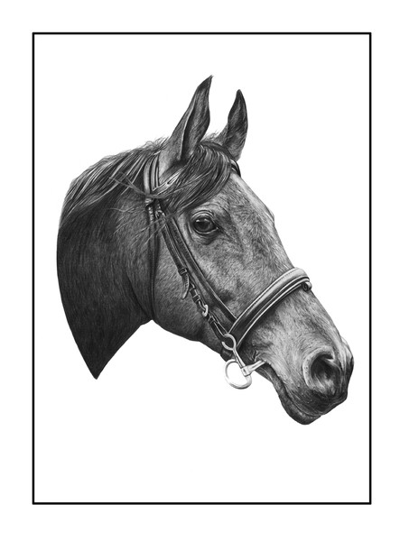Heidi's Horse