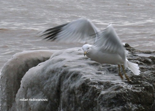 Taking Flight