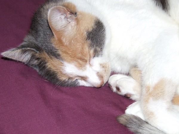 My Little Tilly
