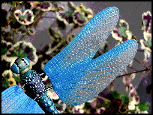 Dragonfly Dream