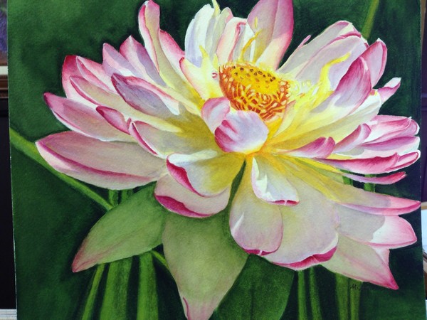 Lotus