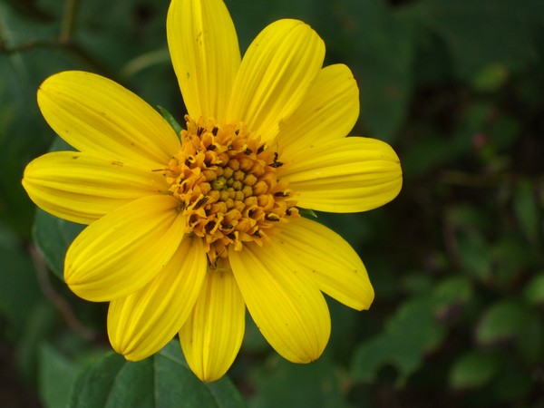 Yellow Flower II
