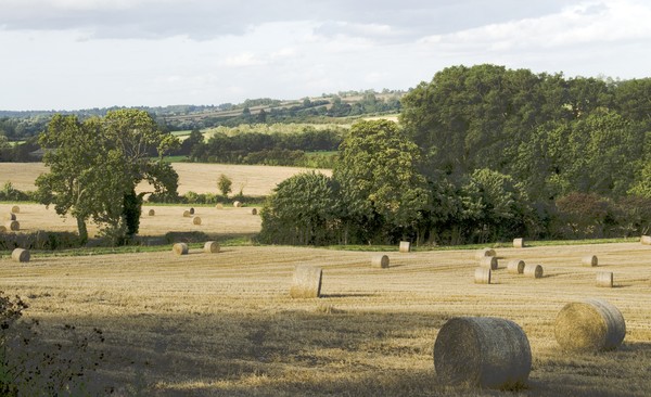Harvest Time