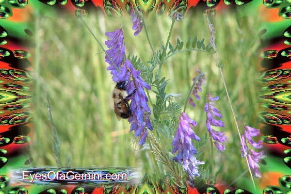 Beeing a bee