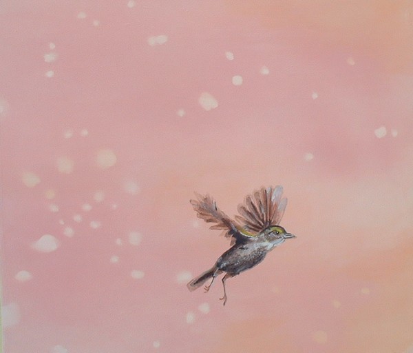 Spring Blossom Falling