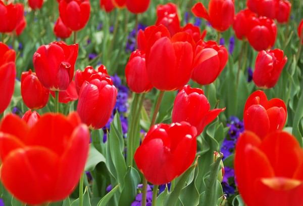 Tulip in Bloom