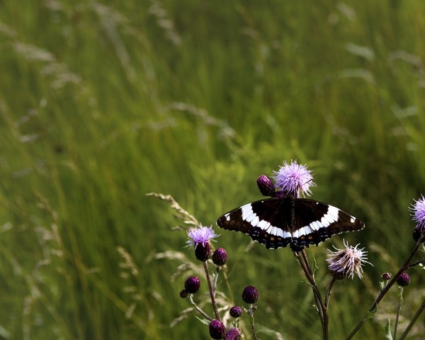 White Admiral
