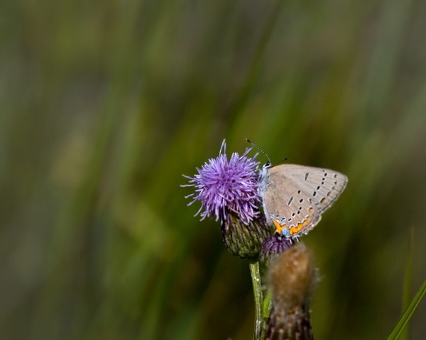 Acadian Hairstreak