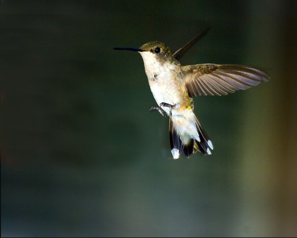 Ruby-throat Hummingbird