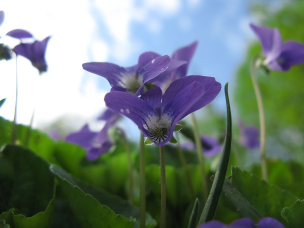 Wild Flower
