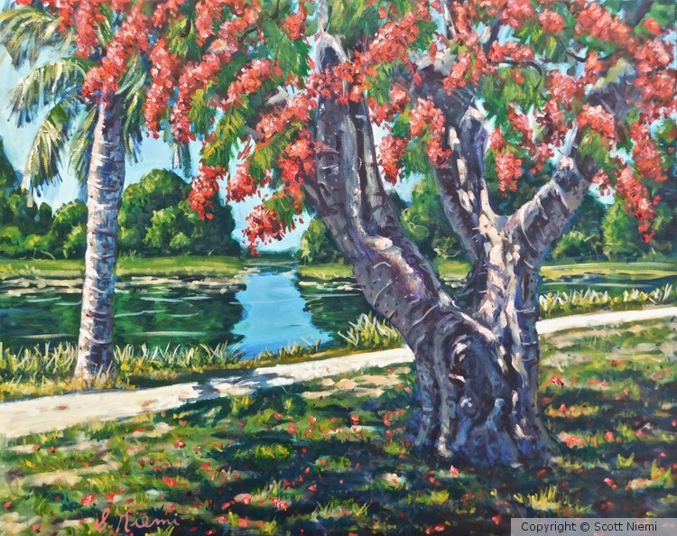 Poinciana at John Prince Park