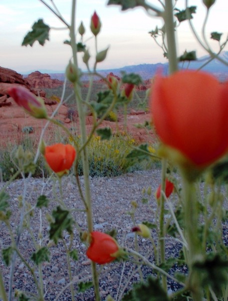 Little Red Flowers