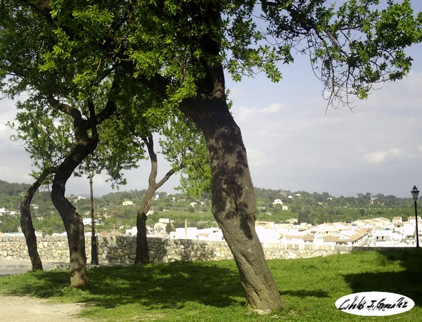 Between The City & The Trees