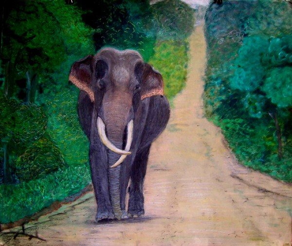 Elephant (Sri Lanka)
