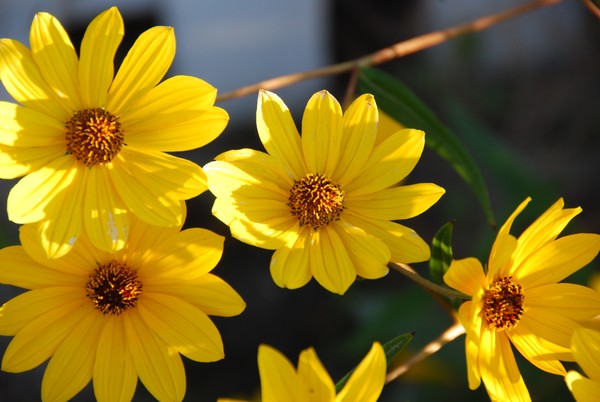 Yellow Daisy