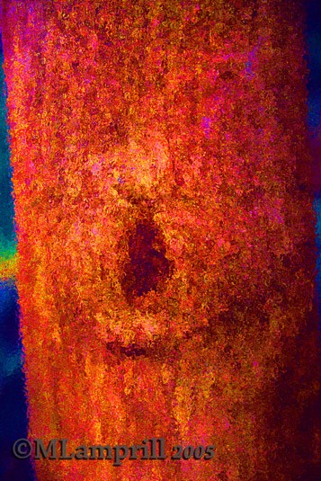 Orange tree