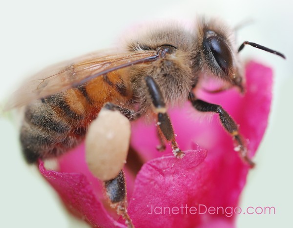 Busy Little Bee