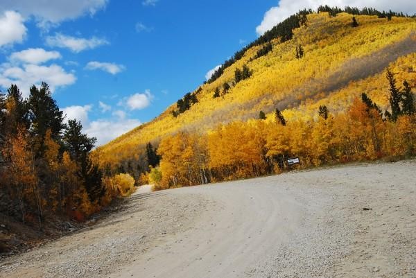 Aspens in the Fall