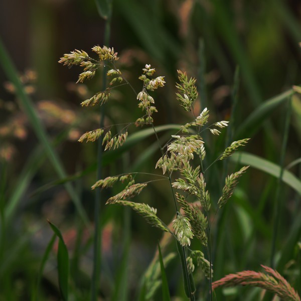 Fescue