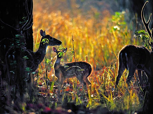 Deer
