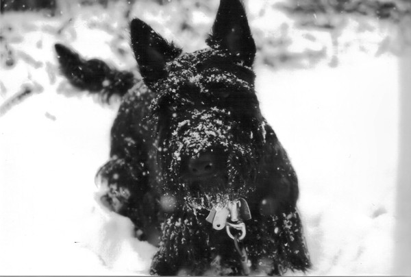 Snow Puppy