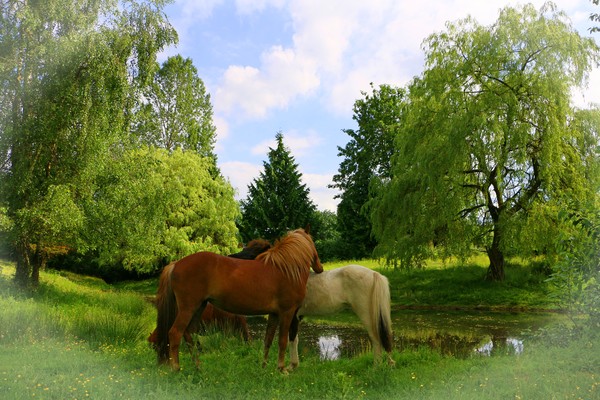 Icelandic Ponies - 5