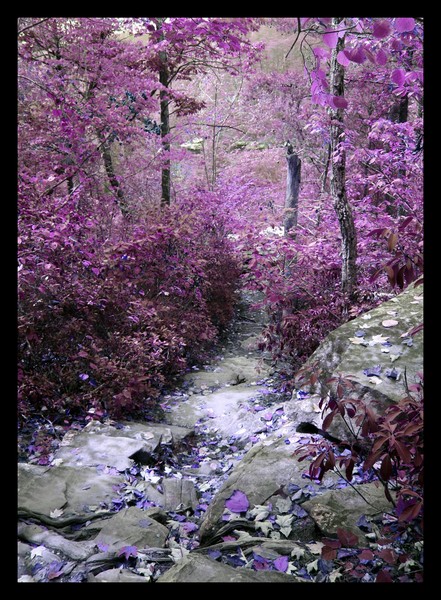 Did you say purple?