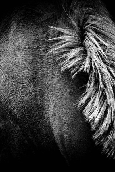 Horse II