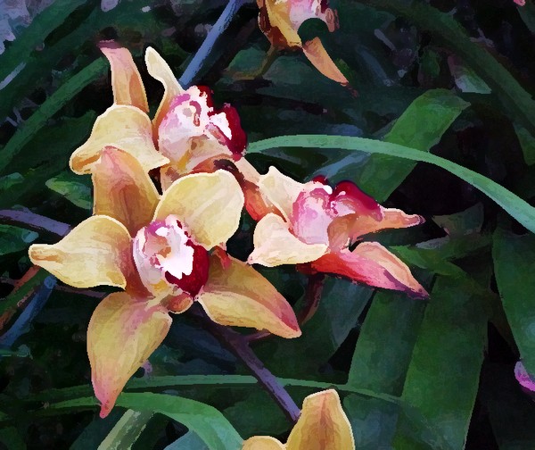 Dazzling Orchids