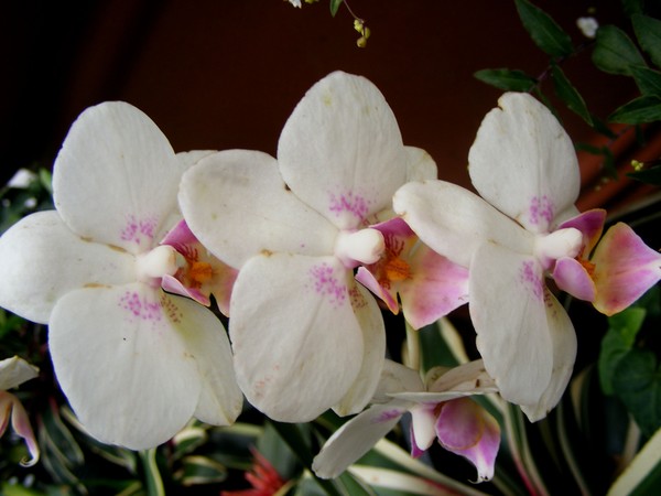 Triple_Beauty_1