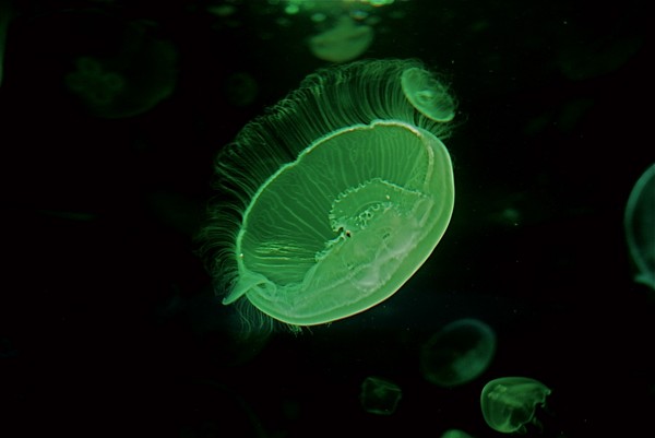 Green Ones
