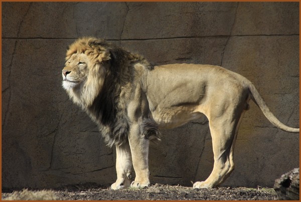 THE KING