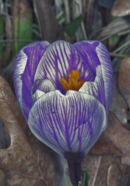 CROCUS MACRO