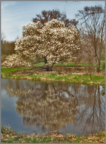TREE AND REFECTION