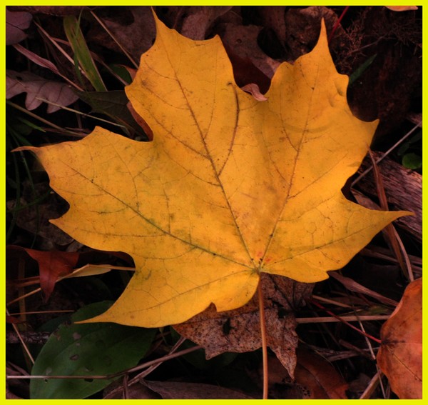 MAPLE LEAF