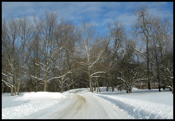 ARBORETUM IN WINTER