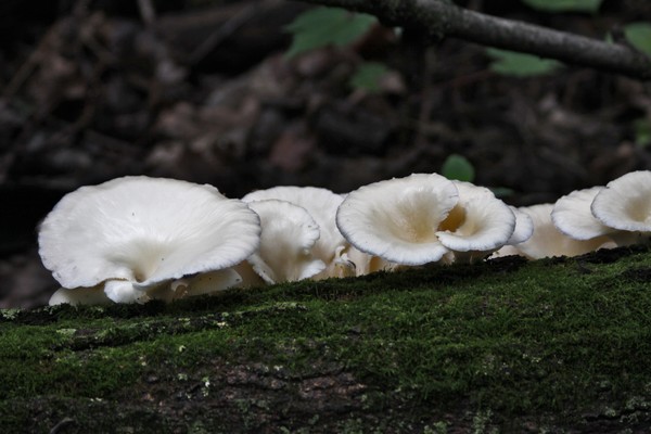FUNGUS  B