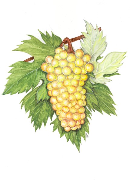 Grape - Vitis vinifera