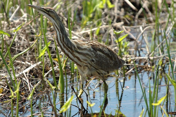 American Bittern