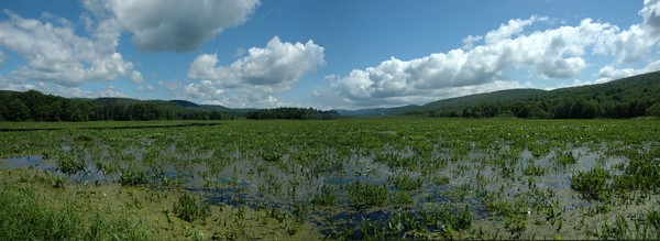 Basha Kill Wetland panorama