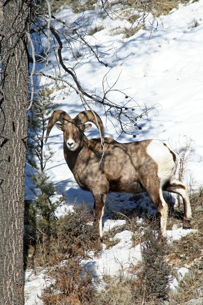 bighorns at big sky 2