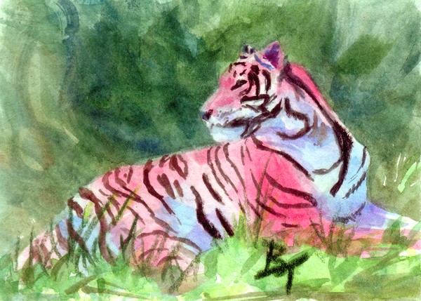 Pink Tiger aceo