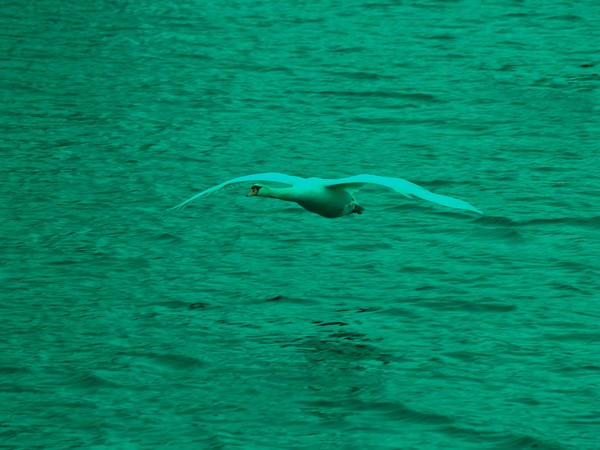 In Flight
