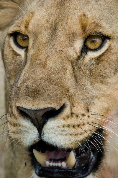 Lion Face