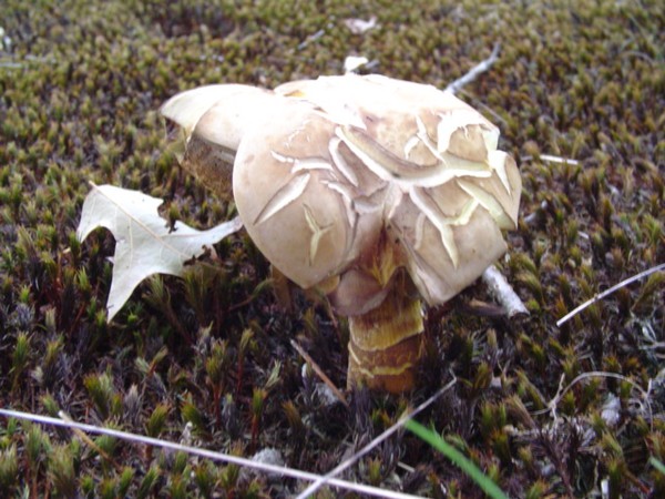 ground moss mushrooms