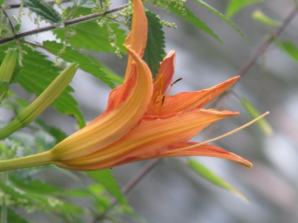 4-SEASON-SERIES :-OF ORANGE FLORALS