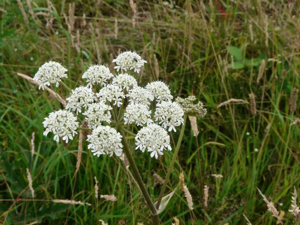 Scottish Queen Anne's Lace