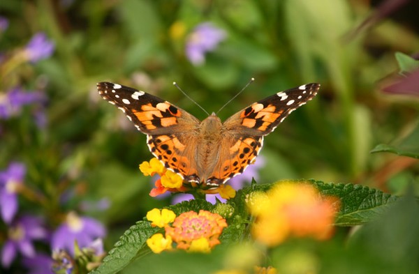 Butterfly in Mahwah