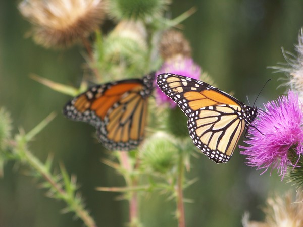 Monarchs