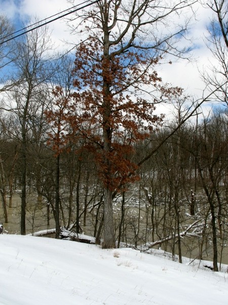 'AUTUMN TREE IN WINTERLAND